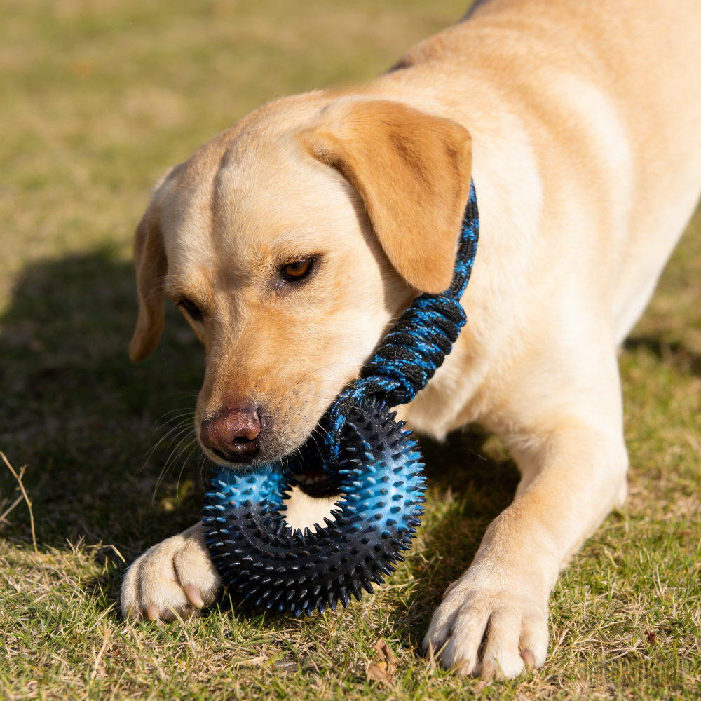 Interactive Tug Chew Toy: Knot - Spike Ball Game ulasan dan harga